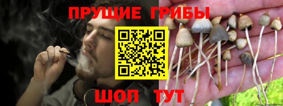 Галлюциногенные грибы Psilocybine cubensis Калач-на-Дону